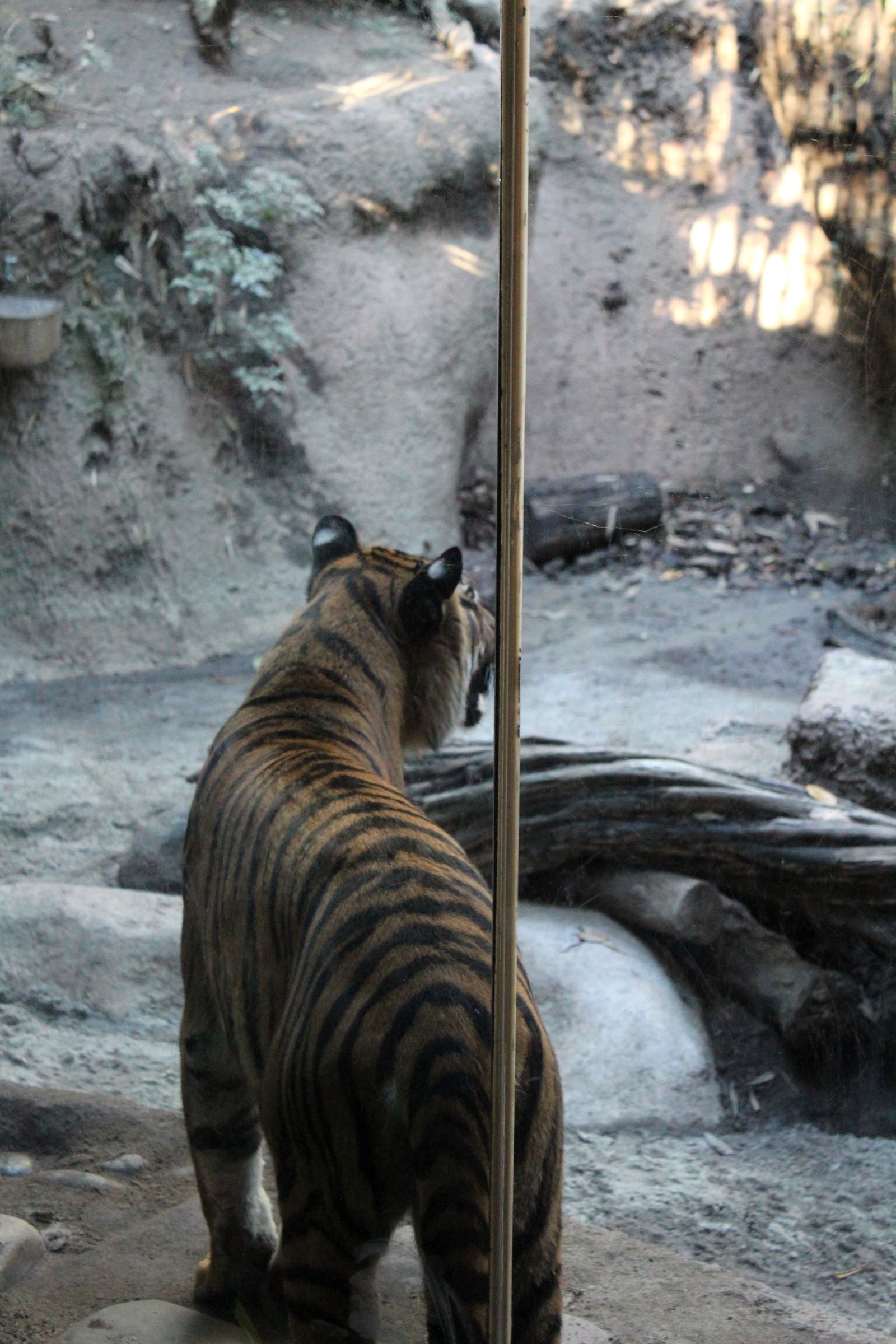 San Diego Zoo Part I 204